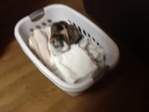 Tess in laundry basket